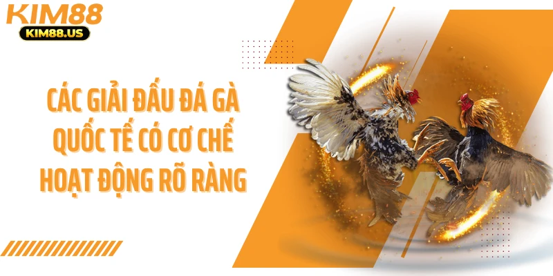 Các giải đấu đá gà quốc tế có cơ chế hoạt động rõ ràng