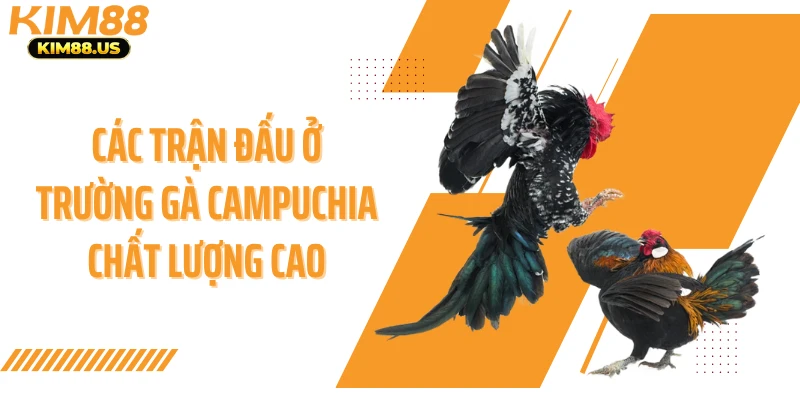 Các trận đấu ở trường gà campuchia chất lượng cao