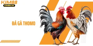 Đá Gà Thomo KIM88 - Hệ Thống Kèo Cược Phổ Biến