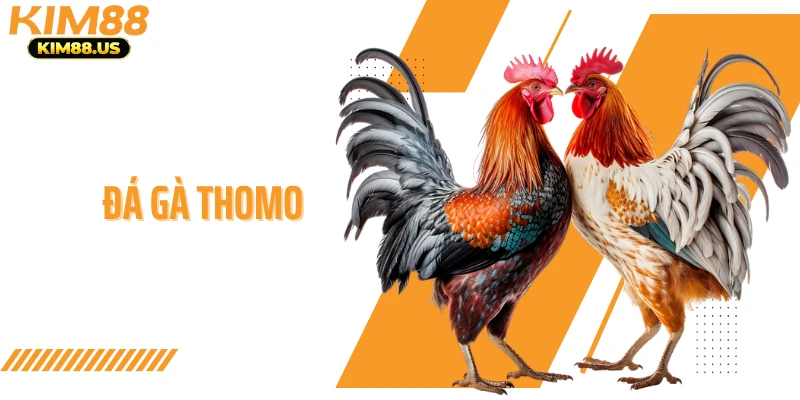 Đá Gà Thomo KIM88 - Hệ Thống Kèo Cược Phổ Biến