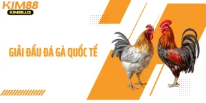 Giải Đấu Đá Gà Quốc Tế - Cuộc Chạm Trán Đỉnh Cao