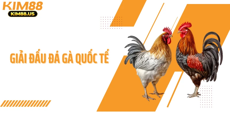 Giải Đấu Đá Gà Quốc Tế - Cuộc Chạm Trán Đỉnh Cao