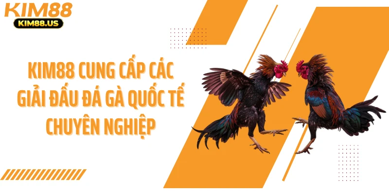 KIM88 cung cấp các giải đấu đá gà quốc tế chuyên nghiệp
