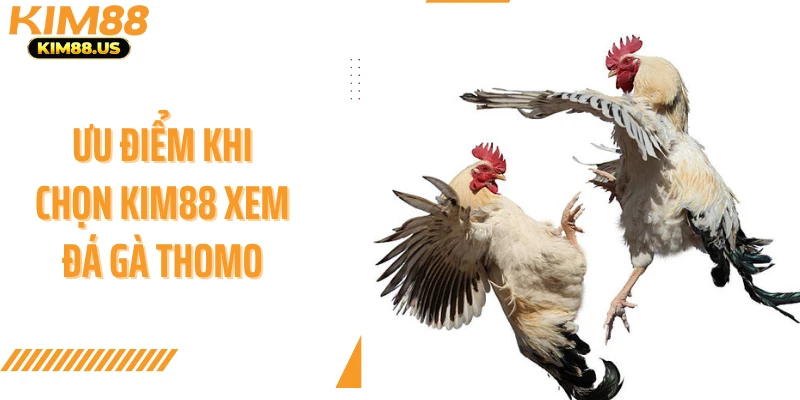 Ưu điểm khi chọn KIM88 xem đá gà thomo